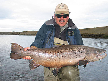 370_Sea Trout_Salmo trutta trutta.jpg